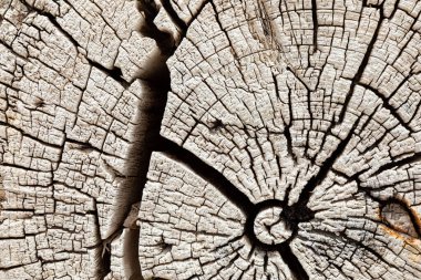 Büyük bir ağaç kütüğünün makro yakın çekim dokusu.