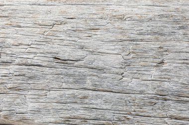 Büyük bir ağaç kütüğünün makro yakın çekim dokusu.