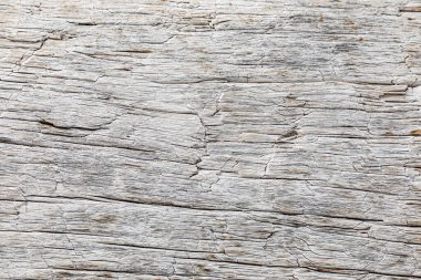 Büyük bir ağaç kütüğünün makro yakın çekim dokusu.