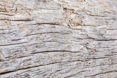 Büyük bir ağaç kütüğünün makro yakın çekim dokusu.