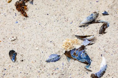 Kırık midye kabukları Cape Town 'un batı sahilinde kıyıya vurdu.