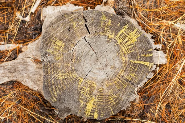 Macro Primo Piano Degli Anelli Degli Alberi Della Resina Nella — Foto Stock