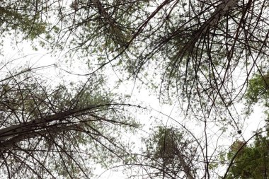 Cape Town 'da sisli bir sabah Pine Forest Plantasyonunda siluet ağaç dalları