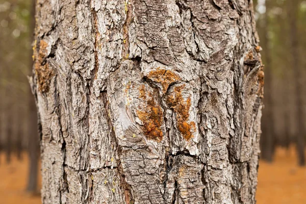 Macro Primo Piano Corteccia Resina Nella Piantagione Pinete Città Del — Foto Stock