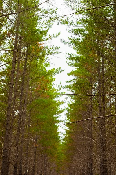 케이프타운의 안개낀 아침에 농원에 실루엣 가지들 — 스톡 사진