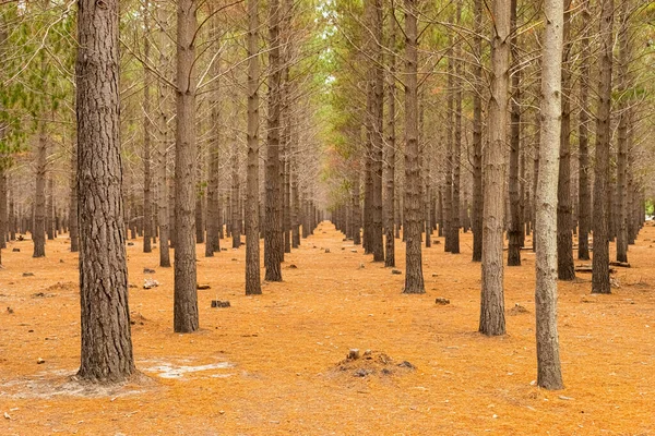 남아프리카 공화국 케이프타운에 농원에 줄지어 의나무 — 스톡 사진