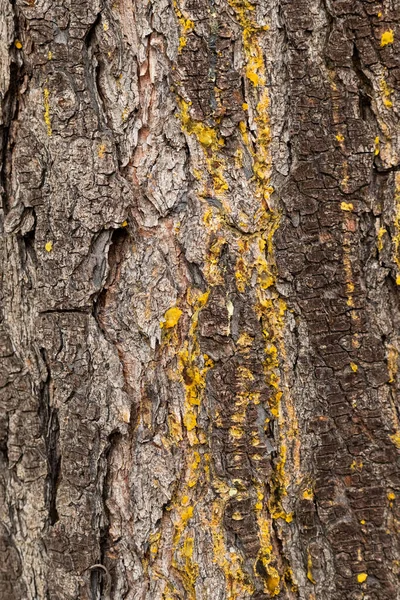 Macro Primo Piano Corteccia Resina Nella Piantagione Pinete Città Del — Foto Stock