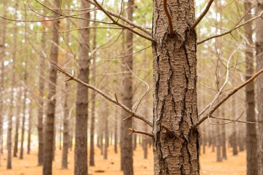Güney Afrika, Cape Town 'daki Çam Ormanı Çiftliğinde sıra sıra ağaçlar.