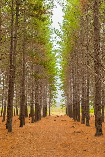 남아프리카 공화국 케이프타운에 농원에 줄지어 의나무 — 스톡 사진