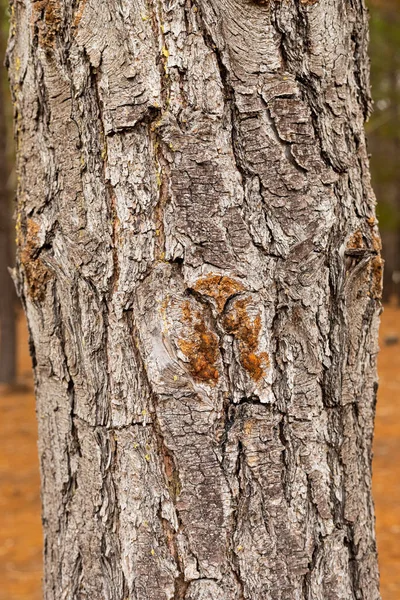 开普敦松林人工林树皮和树脂的宏观特写 — 图库照片
