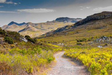 Cape Town kıyısındaki bir dağın tepesindeki toprak patika yürüyüş yolları.