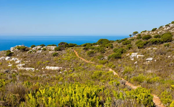 Cape Town kıyısındaki bir dağın tepesindeki toprak patika yürüyüş yolları.