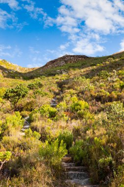 Cape Town kıyısındaki bir dağın tepesindeki toprak patika yürüyüş yolları.