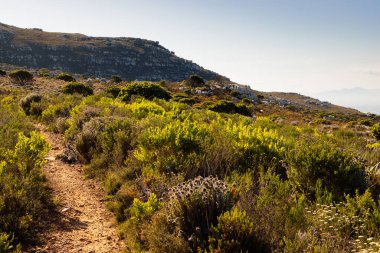 Cape Town kıyısındaki bir dağın tepesindeki toprak patika yürüyüş yolları.