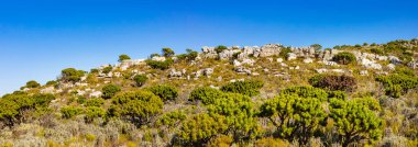 Cape Town Güney Afrika 'daki fynbos çalıları ovalarken engebeli dağ manzarası