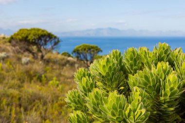 Ön planda Fynbos Protean bitkileriyle birlikte sahte körfezin deniz manzarası yükseldi.