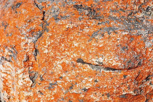 Macro Close Texture Orange Black Lichen Moss Growing Mountain Rock — Stock Photo, Image