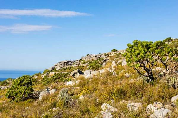 Drsné Horské Krajiny Fynbos Křoviny Keře Flóra Kapském Městě Jižní — Stock fotografie