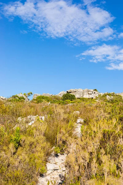 Drsné Horské Krajiny Fynbos Křoviny Keře Flóra Kapském Městě Jižní — Stock fotografie