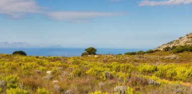 Cape Town Güney Afrika 'daki Fynbos Flora ile sahil dağ manzarası