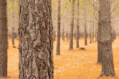 Güney Afrika, Cape Town 'daki Çam Ormanı Çiftliğinde sıra sıra ağaçlar.