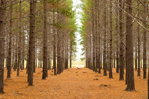 Righe Alberi Una Piantagione Pineta Città Del Capo Sud Africa — Foto Stock