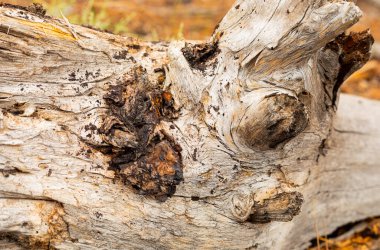 Cape Town 'daki orman plantasyonunda çürük çam kütüğünün makro yakın çekimi.