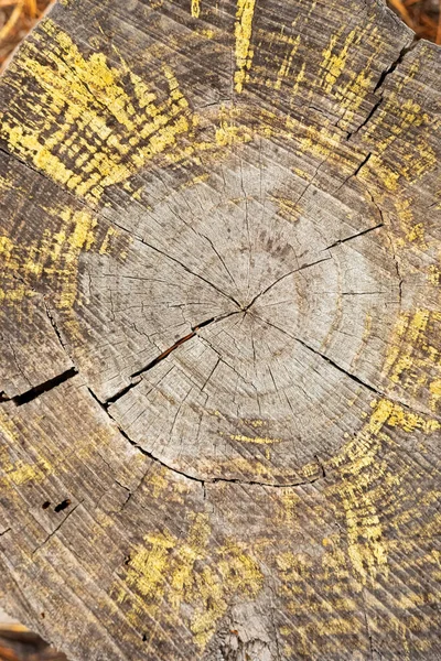 Fenyőerdők Ültetvényének Makró Közelsége Fák Gyűrűiről Gyantájáról Fokvárosban — Stock Fotó