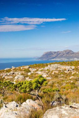 Cape Town Güney Afrika 'daki Fynbos Flora ile sahil dağ manzarası