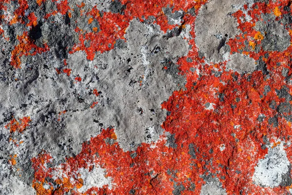 Makro Konsistens Mestadels Orange Röd Lavmossa Växer Berg Rock — Stockfoto