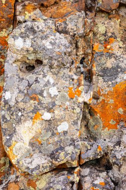 Turuncu ve siyah yosunların Macro yakın dokusu dağ kayalarında yetişiyor.