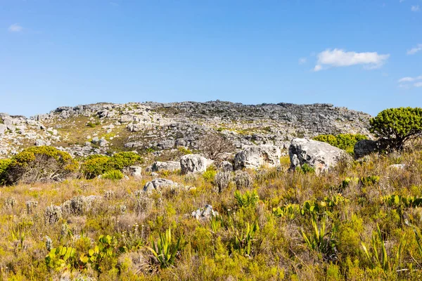 Paisagem Montanhosa Acidentada Com Fynbos Esfregar Flora Arbusto Cidade Cabo — Fotografia de Stock