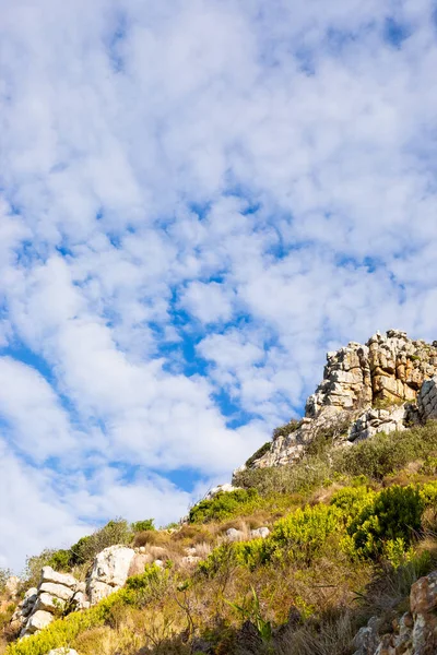 Korlátozott Hegyvidéki Táj Fynbos Bozót Növény Fokvárosban Dél Afrika — Stock Fotó