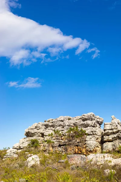 Drsné Horské Krajiny Fynbos Křoviny Keře Flóra Kapském Městě Jižní — Stock fotografie
