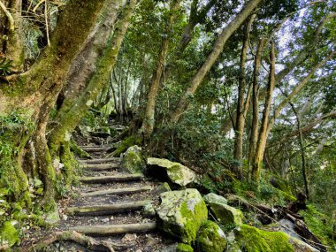 Cape Town, Güney Afrika 'daki sık dağ ormanlarında gizemli yürüyüş patikaları.