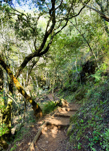 Mysterious hiking trail path through dense mountain forest in Cape Town, South Africa