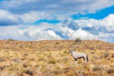 Gemsbok Oryx Karoo oyun rezervinde otluyor, Güney Afrika