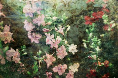 sevimli pembe delphinium çiçek resimle