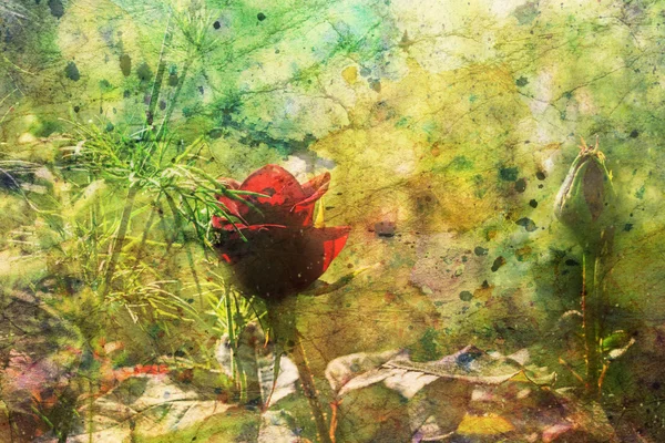 Aquarelle avec rose rouge mignon — Photo