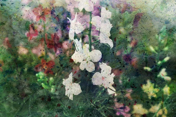 Illustration avec de belles fleurs de delphinium — Photo