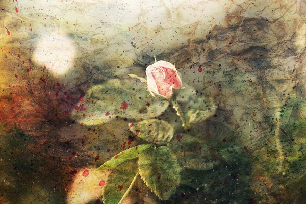Rosa pik suave e salpicos de aquarela — Fotografia de Stock