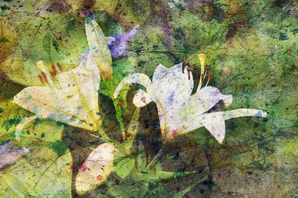 Kresba s květy krásné bílé lilie — Stock fotografie