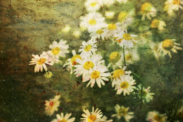 Artwork with cute small chamomile flowers — Stock Photo, Image