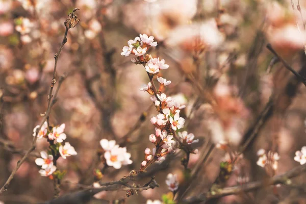 Bella fioritura ramoscelli, primavera — Foto Stock