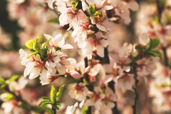 Flowering tree branches in a park close up — Stock Photo, Image