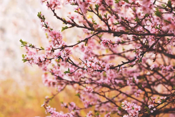 Mooie bloeiende takken met roze bloemen — Stockfoto