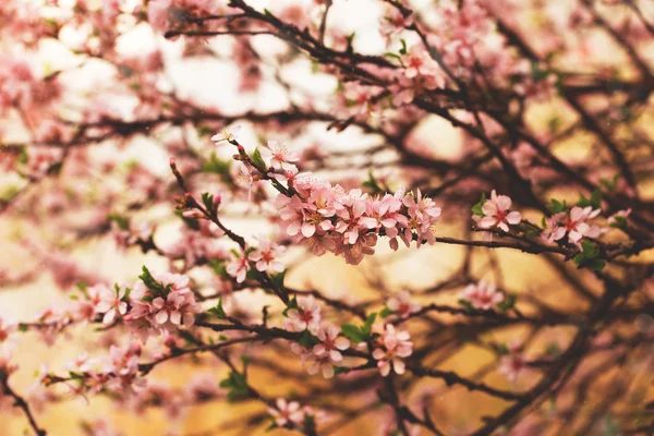 Beautiful blooming cherry tree branches — Stock Photo, Image