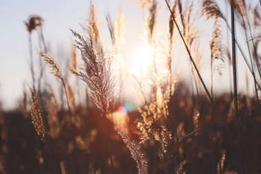 sazlık, gün batımı yakın çekim