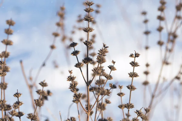 withered plant in winter