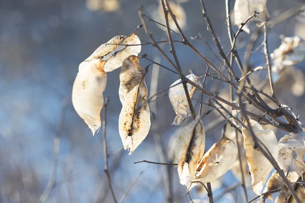 winter nature, withered plants